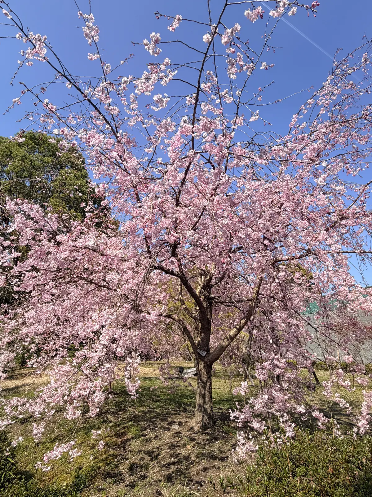 京都、桜さんぽ。満開の桜は天国のよう～平の画像_4