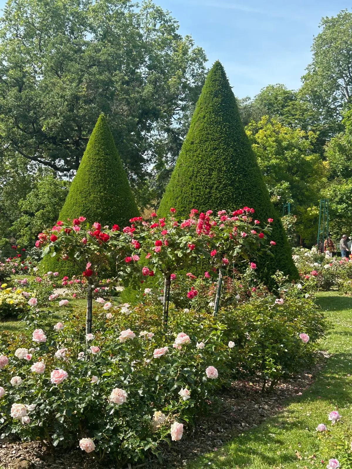 緑の整形されたコニファーの木が二本、花の茂みと広々とした芝生が広がる庭園