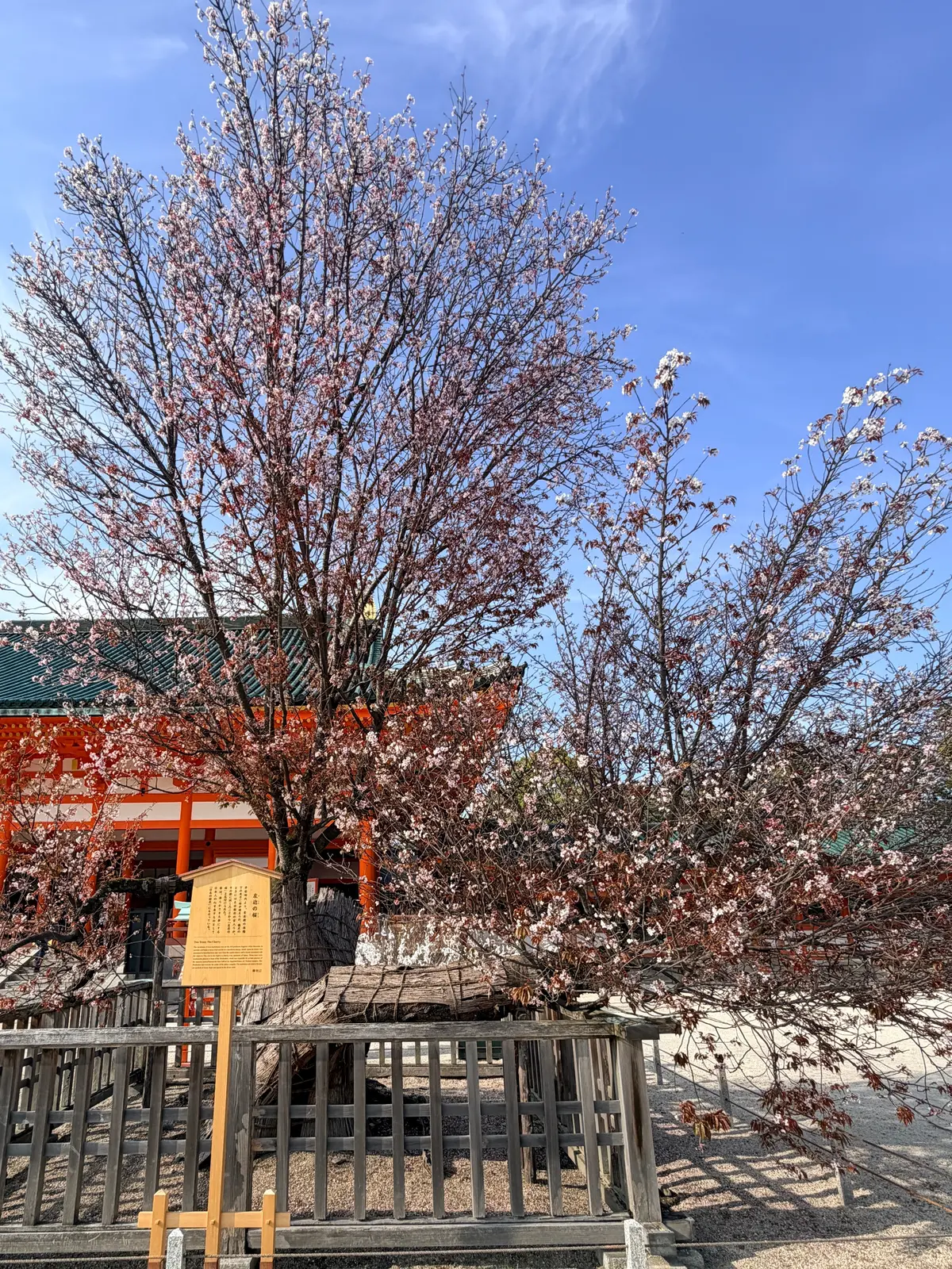 京都、桜さんぽ。満開の桜は天国のよう～平の画像_18