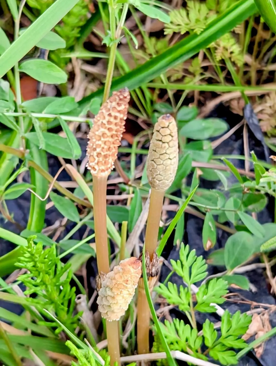 春のエネルギーを凝縮！野草で仕込む「春のの画像_5