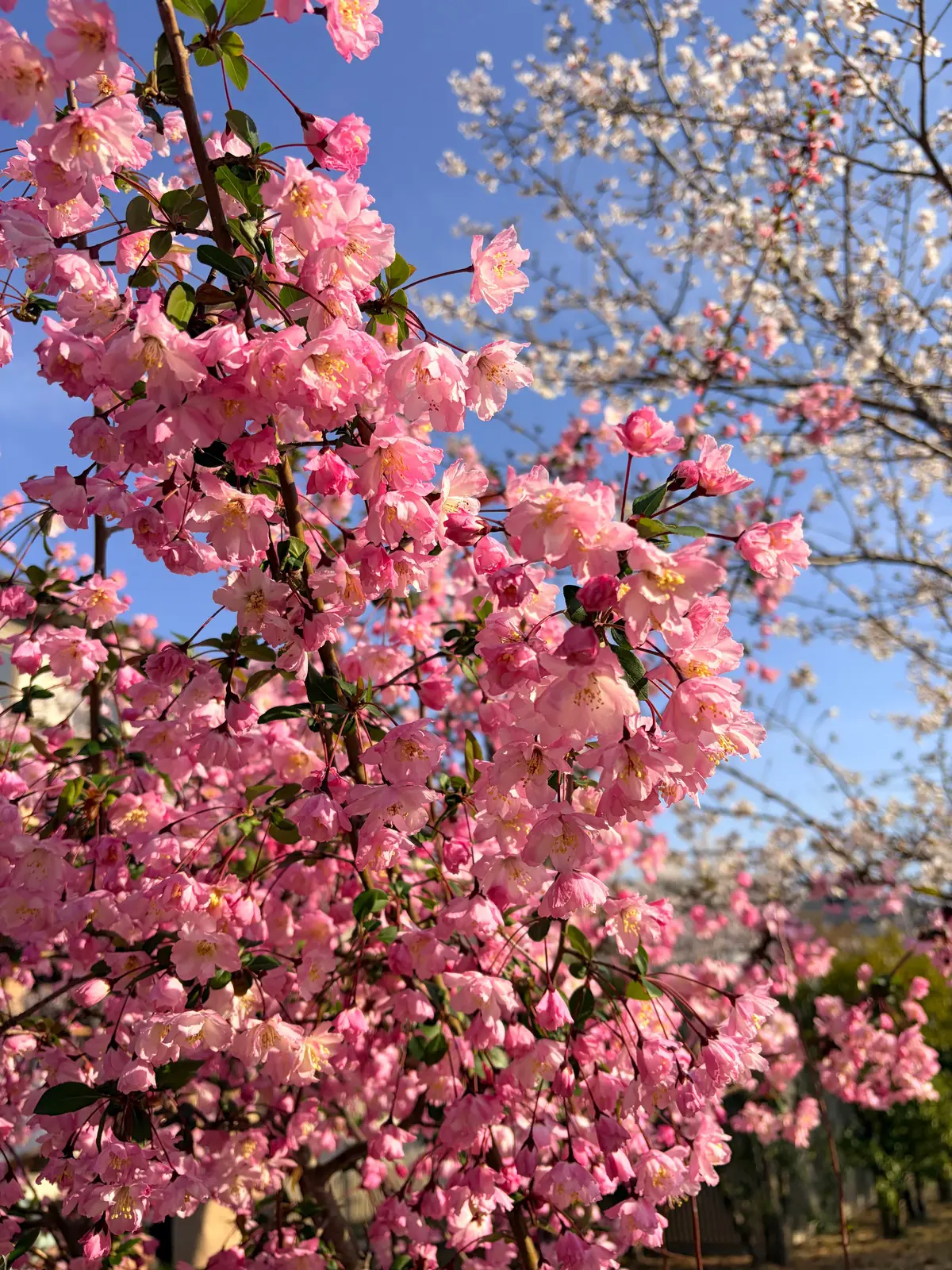 京都、桜さんぽ。満開の桜は天国のよう～平の画像_26