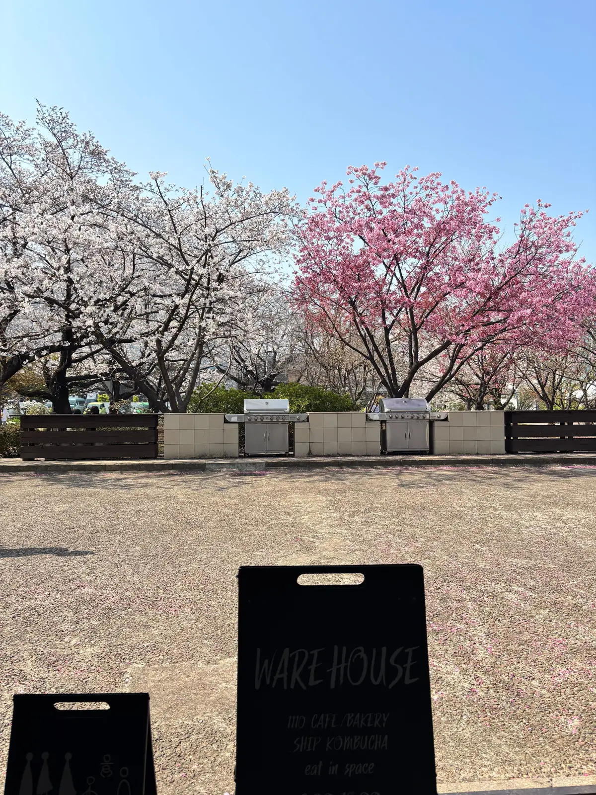 春を満喫。綺麗な桜を眺めながら食べられるの画像_7