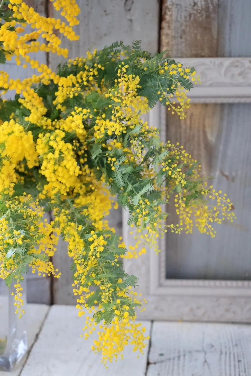 ミモザ　ミモザ国際女性デー　　花瓶　飾り方 ミモザのブーケ　 銀葉アカシア　