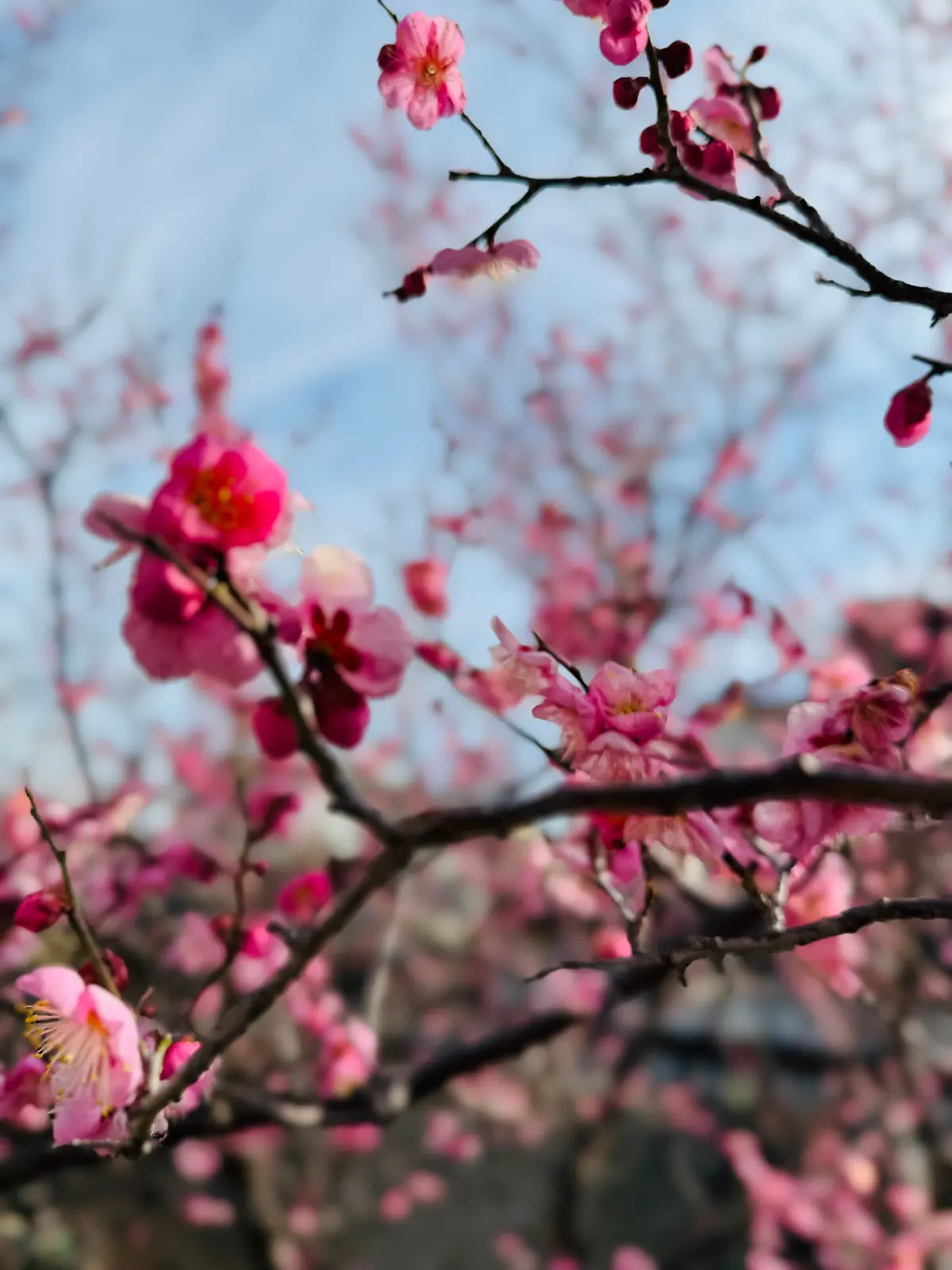 梅が満開、春はもうすぐそこですね！の画像_4