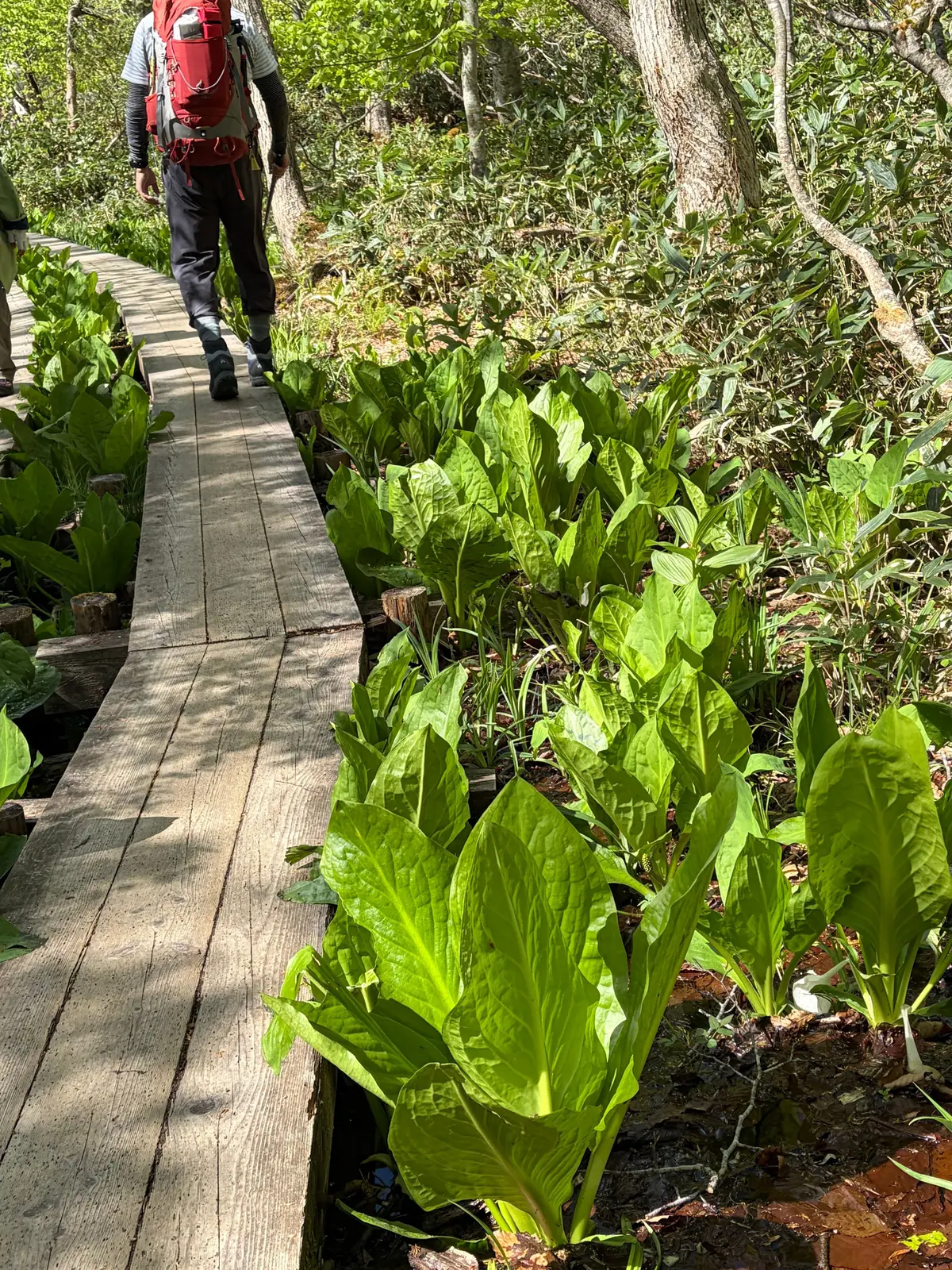 木製の歩道に沿って、背の高い緑の葉が茂る湿地帯を歩く男性。赤いリュックを背負い、杖をついている。周囲は木々や低木で覆われた自然な環境。