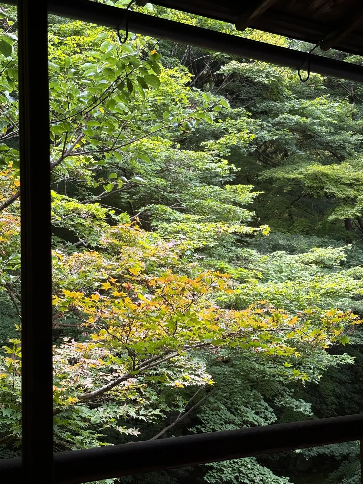 木々が生い茂る緑豊かな庭園の風景。窓枠を通して見える、葉の色が緑から黄色に変わる木が目立つ。