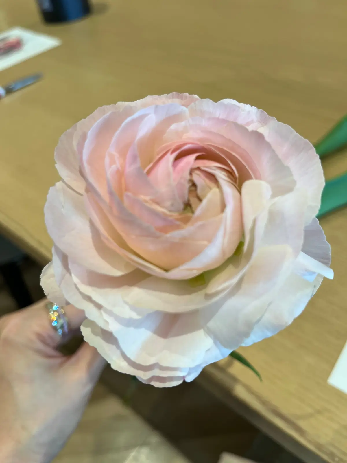 ラナンキュラス