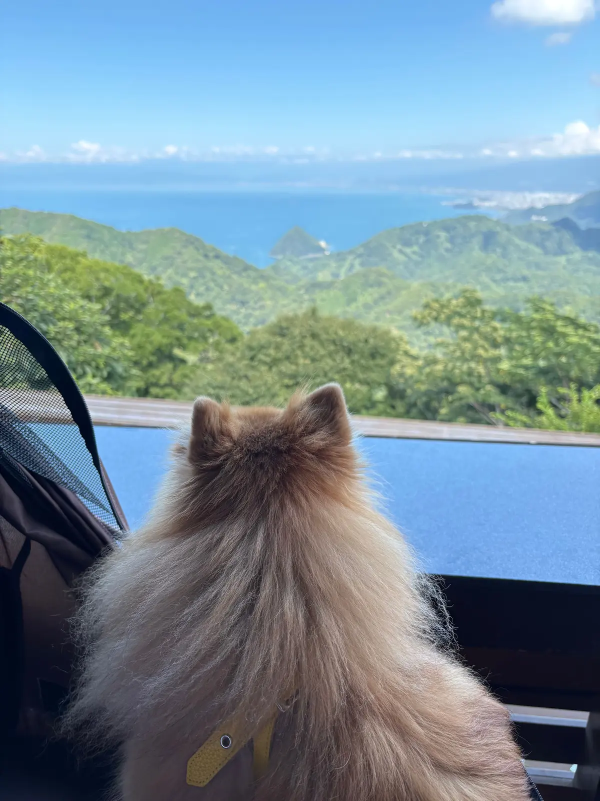 緑豊かな山々と青い海を見つめる、ふわふわの毛並みを持つ白い犬。犬はキャリーバッグに入り、背中姿をこちらに向けている。背景には遠くの島々が連なり、晴天の空が広がっている。
