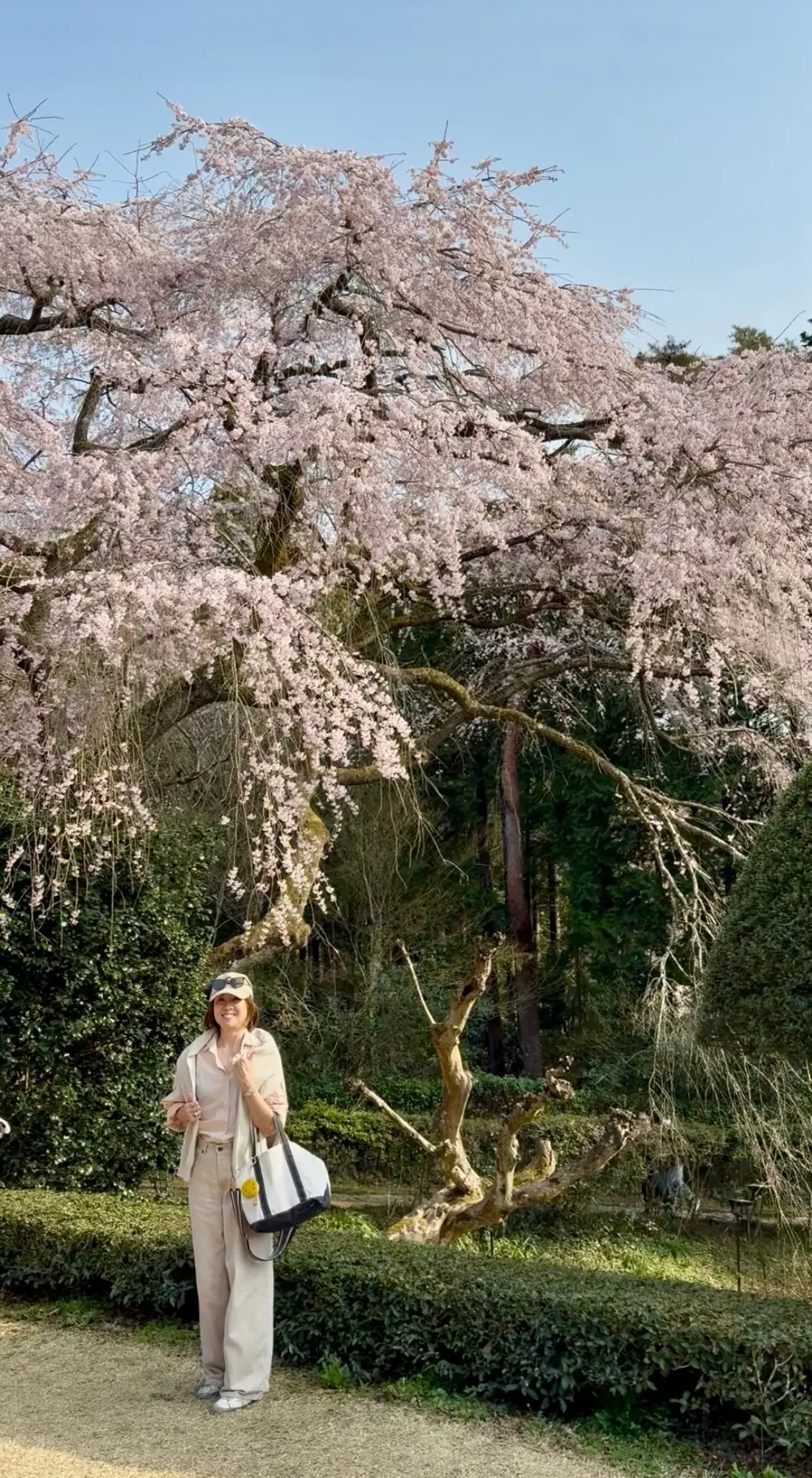 しだれ桜ととらやのお菓子♡の画像_7