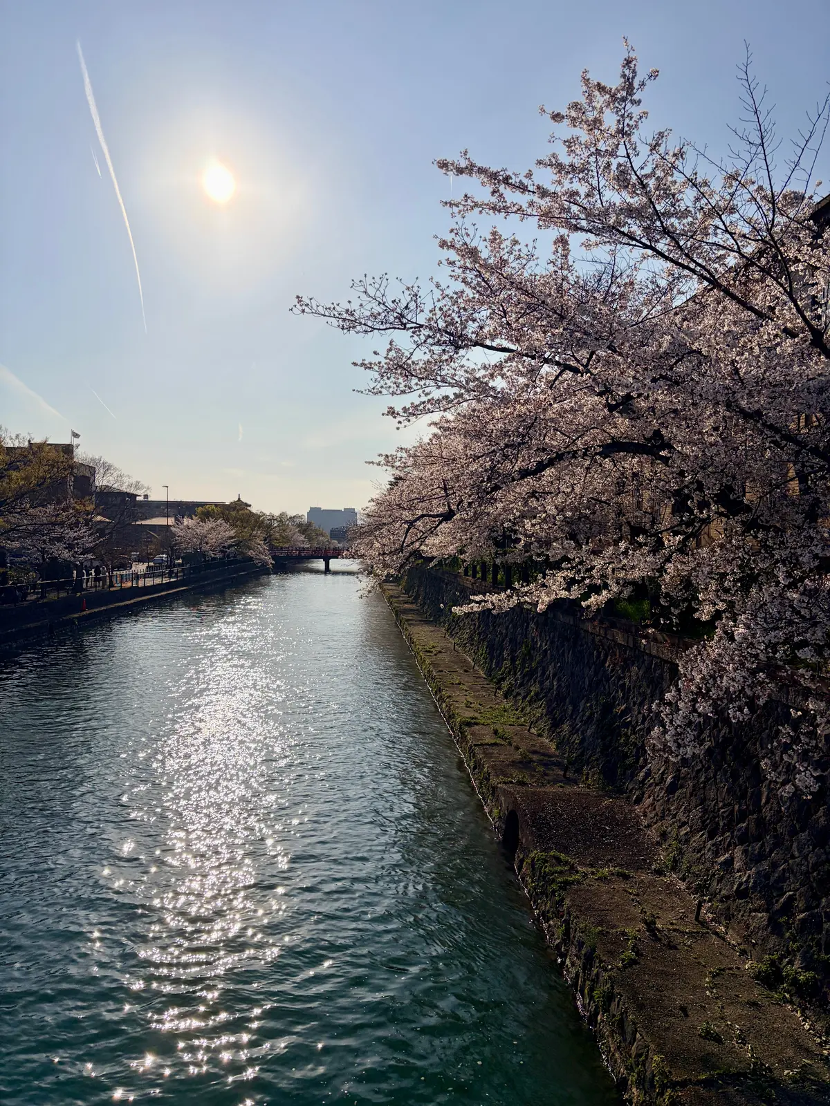 京都、桜さんぽ。満開の桜は天国のよう～平の画像_27