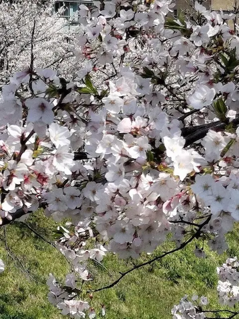 お花見の時期の特等席の画像_1