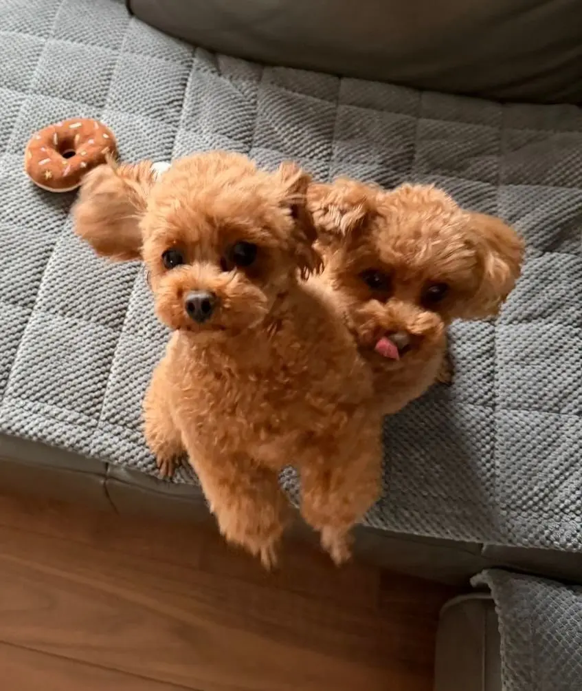 茶色のプードルが2匹、グレーのカバー付きのクッションの上に座っている。左側の犬は舌を出しており、右側の犬は舌を巻いている。左上にはドーナツ型のおやつが置かれている。