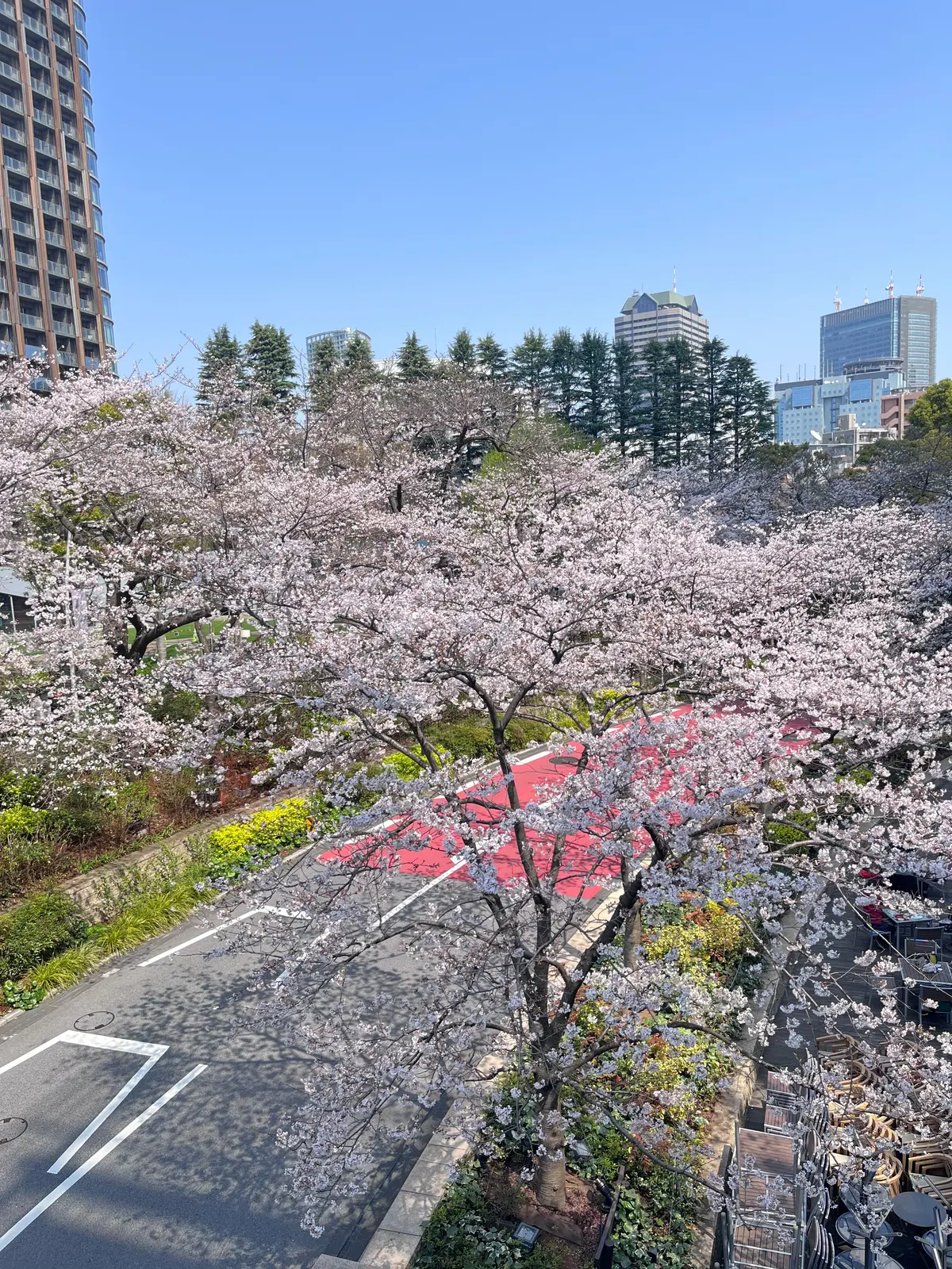 念願のお花見🌸🌸🌸の画像_4