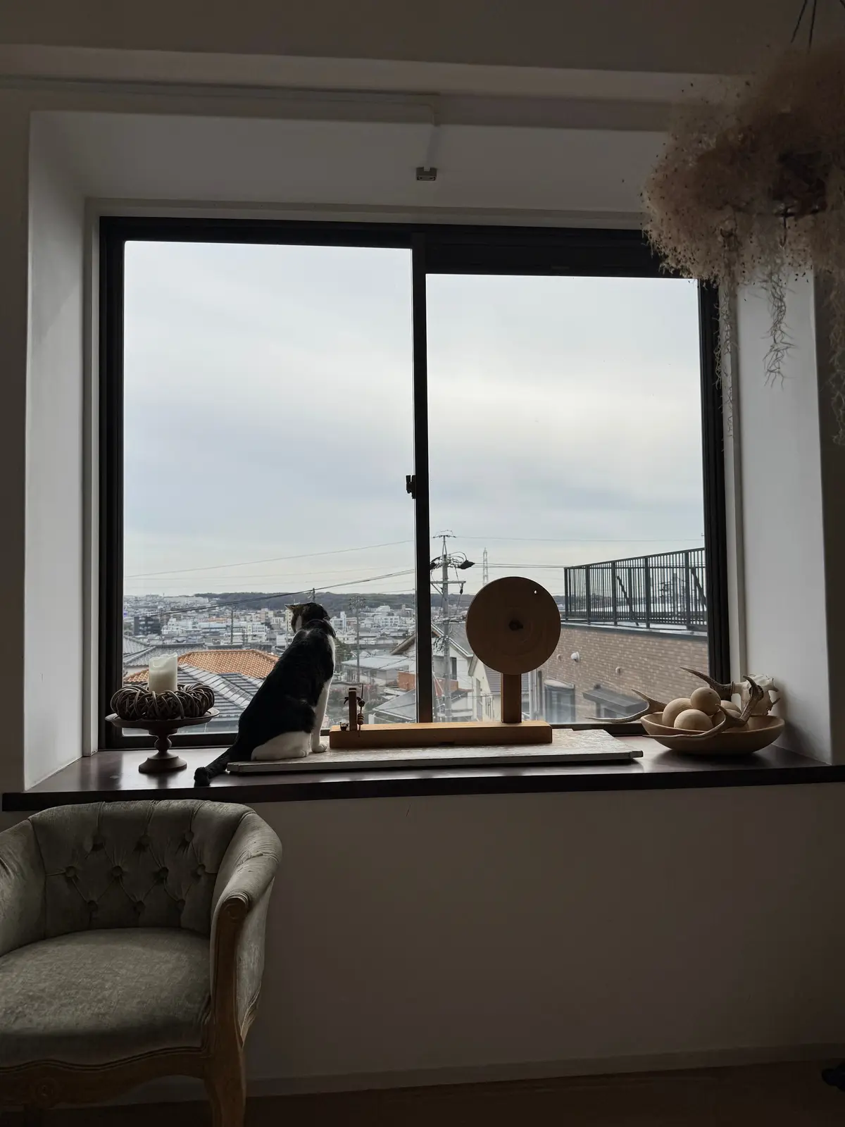 にゃんこに会いに、そして（ついでに）アフの画像_1