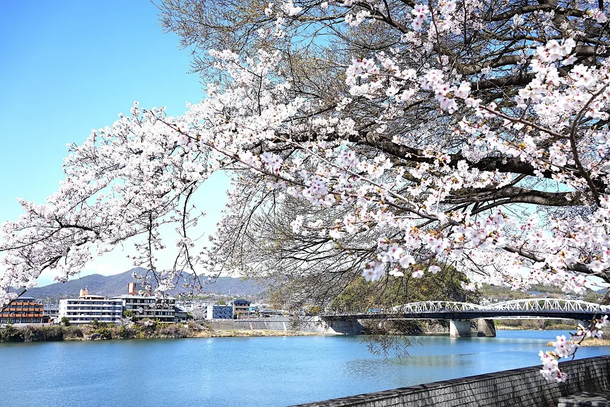 木曽川では期間限定で春の遊覧船も出ます。