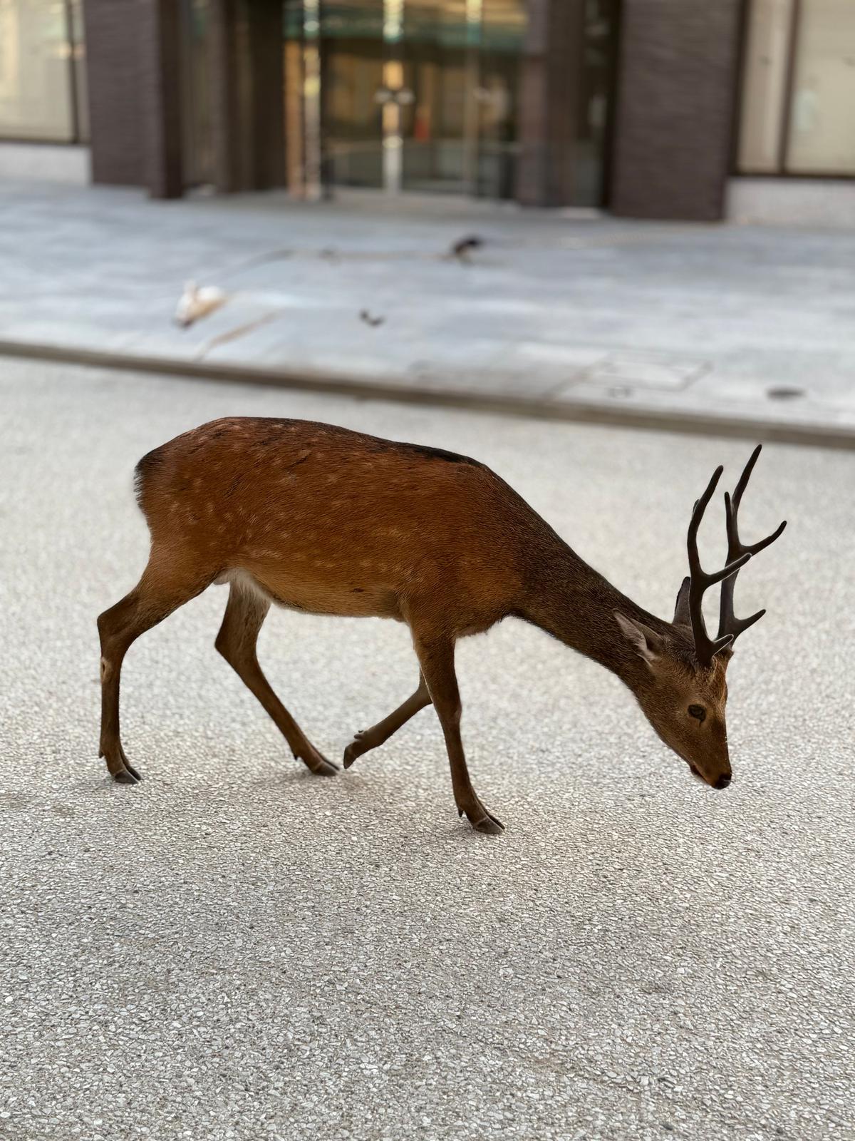 歩道で草を食べる鹿。茶色の毛並みに白い斑点があり、頭には小さな角が生えている。背景には建物の入り口が見える。