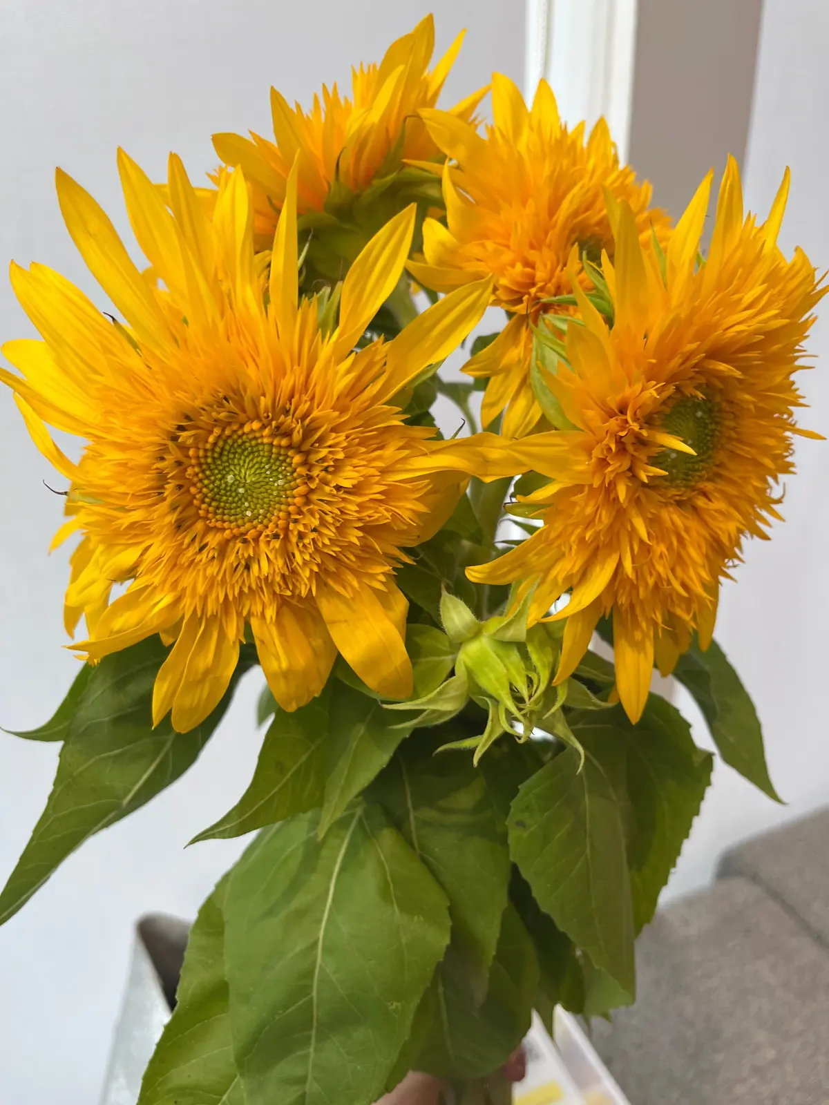 鮮やかな黄色の花びらが太陽のように輝く、5つのヒマワリの束。中央には茶色の種が密集し、緑の葉が茂る。