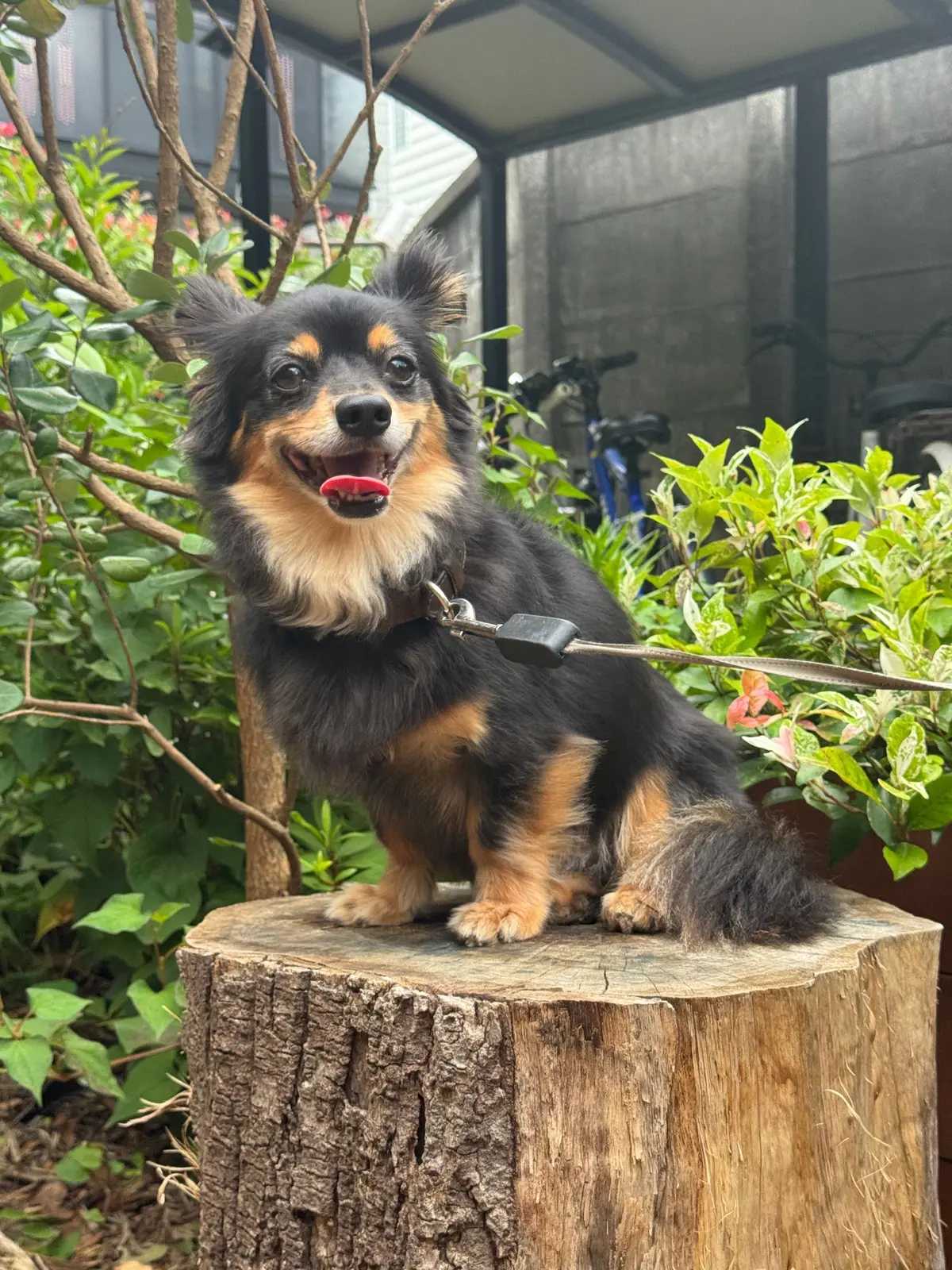 黒と茶色の小型犬が木の幹の上に立ち、赤いおもちゃを口にしています。背景には緑の植物と自転車が見えます。