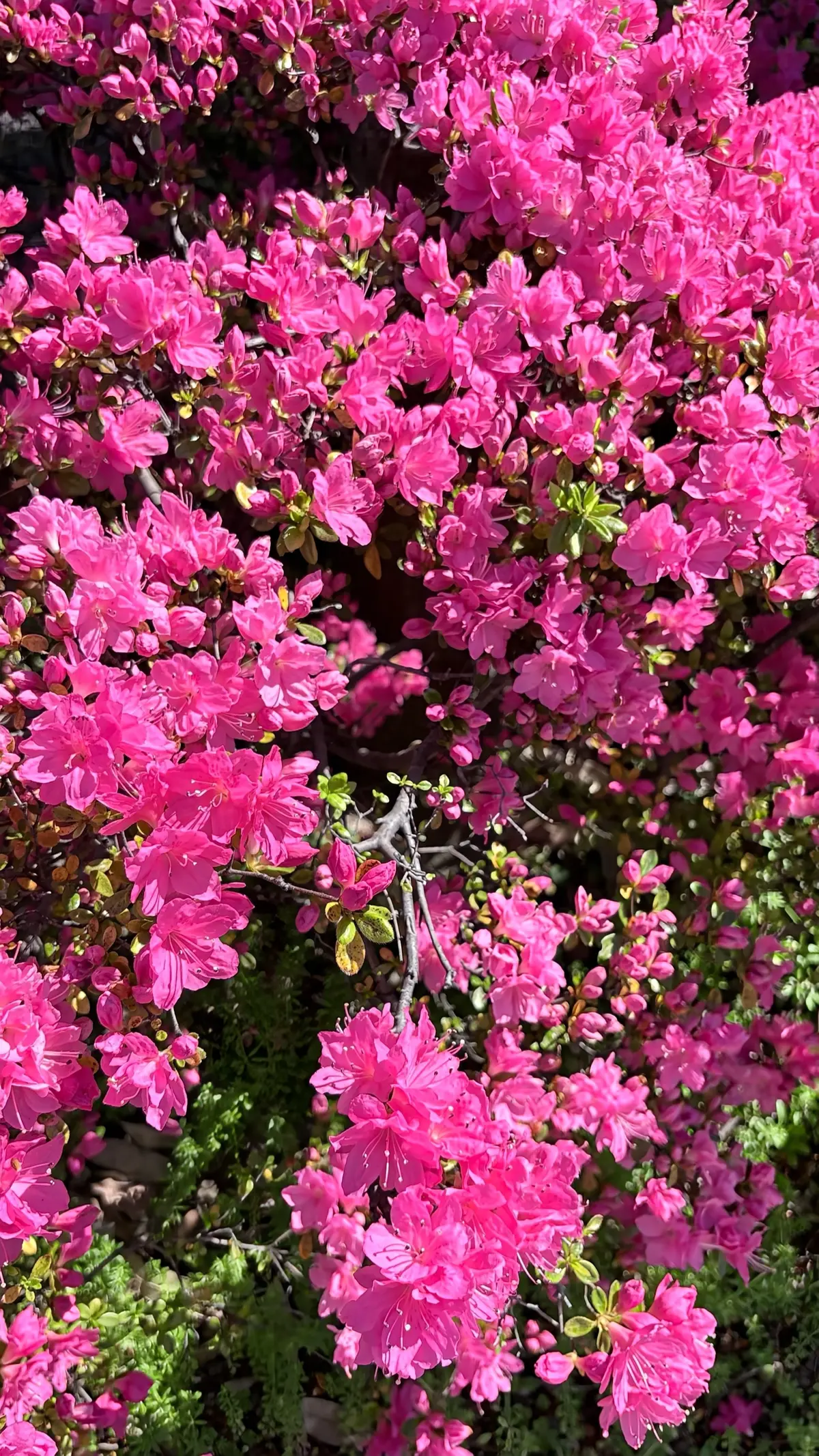 春を感じる、イエロースカートとグレーニッの画像_6