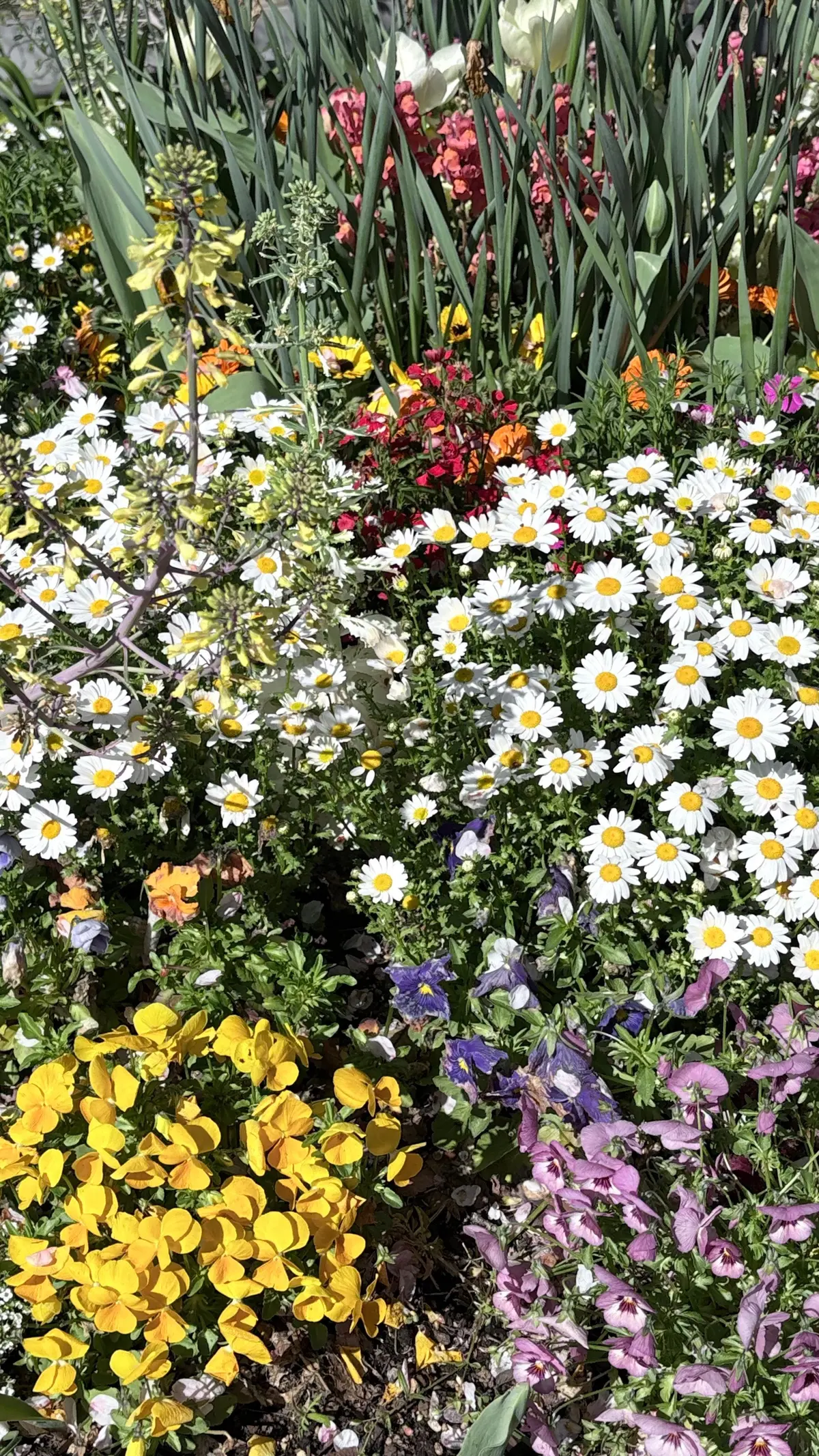 桜と青空のコントラストが美しい季節の画像_3