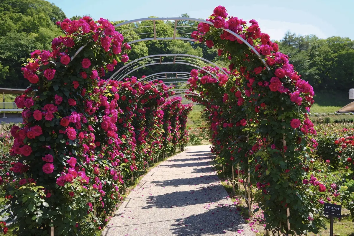 季節の花を楽しむ観光スポット