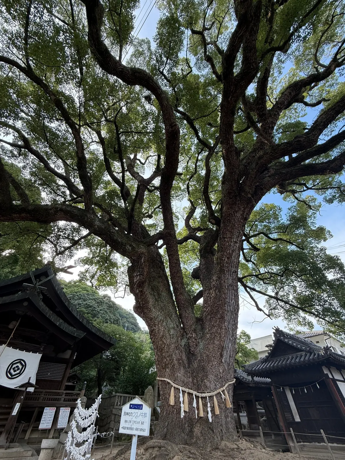 巨大なクスノキの木と、その周囲にある伝統的な日本の建造物。幹は太く、枝は広がり、葉は濃い緑色。木には装飾的な紐が巻き付けられ、手すりや看板が置かれている。