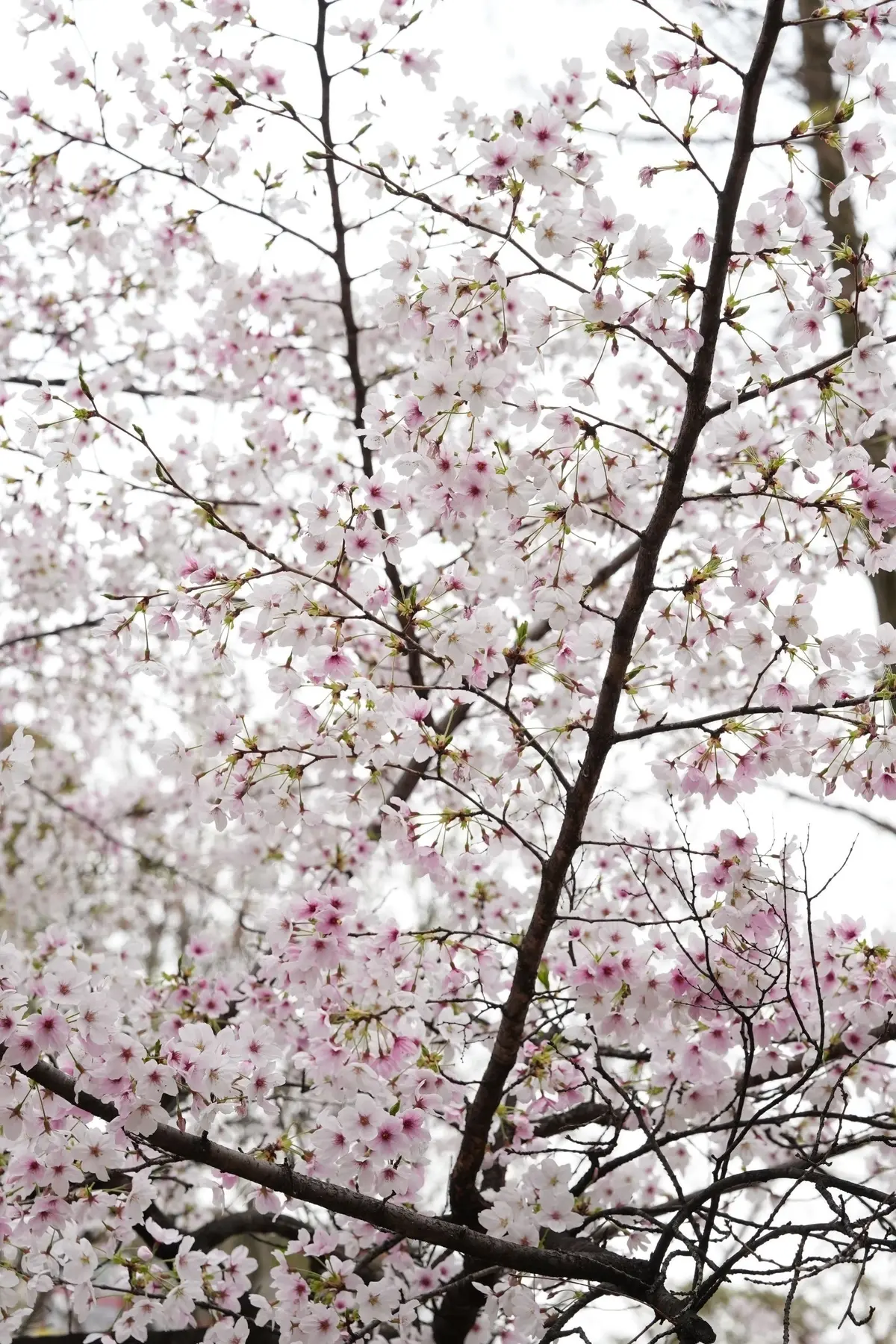 春風に誘われて🌸甘めの軽やかコーデ②【フの画像_8