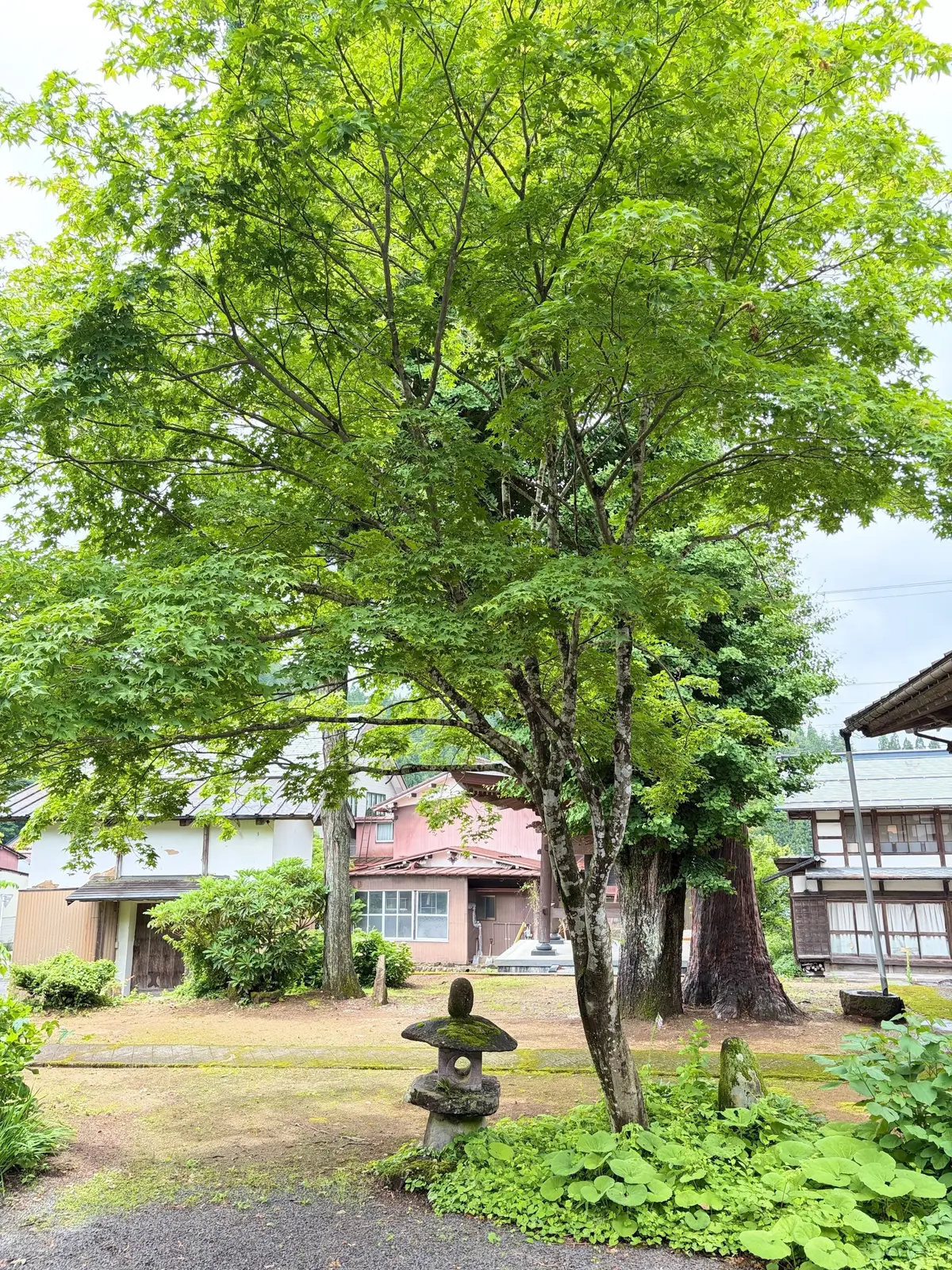 大きな木が茂る庭園で、石の灯篭と緑の低木が配置されている