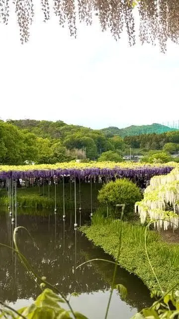 藤の花まつりへ。柔らかな紫色に包まれての画像_3