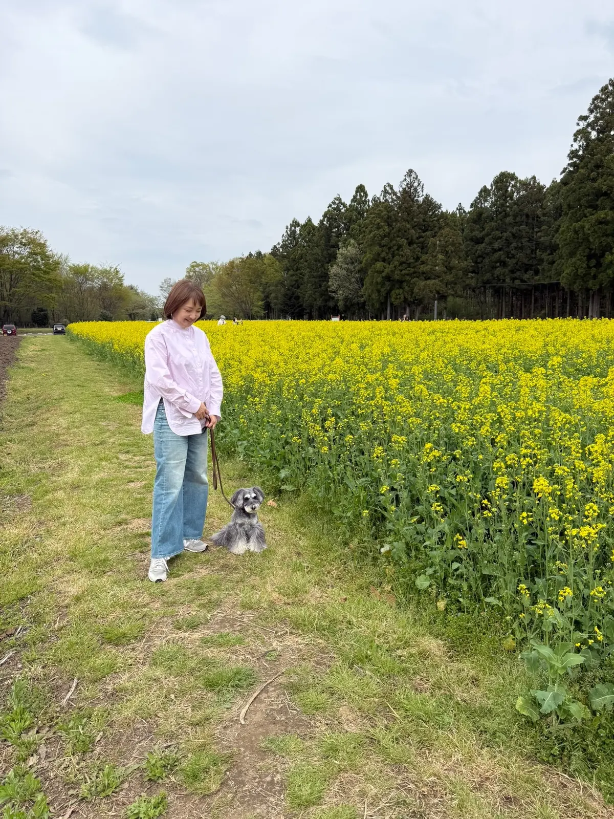 旧青木家那須別邸　菜の花畑　梅澤千佳子
