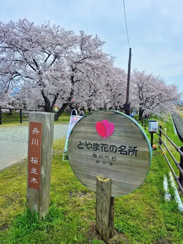 【富山・春旅】桜の絶景！｢春の四重奏｣＆の画像_5