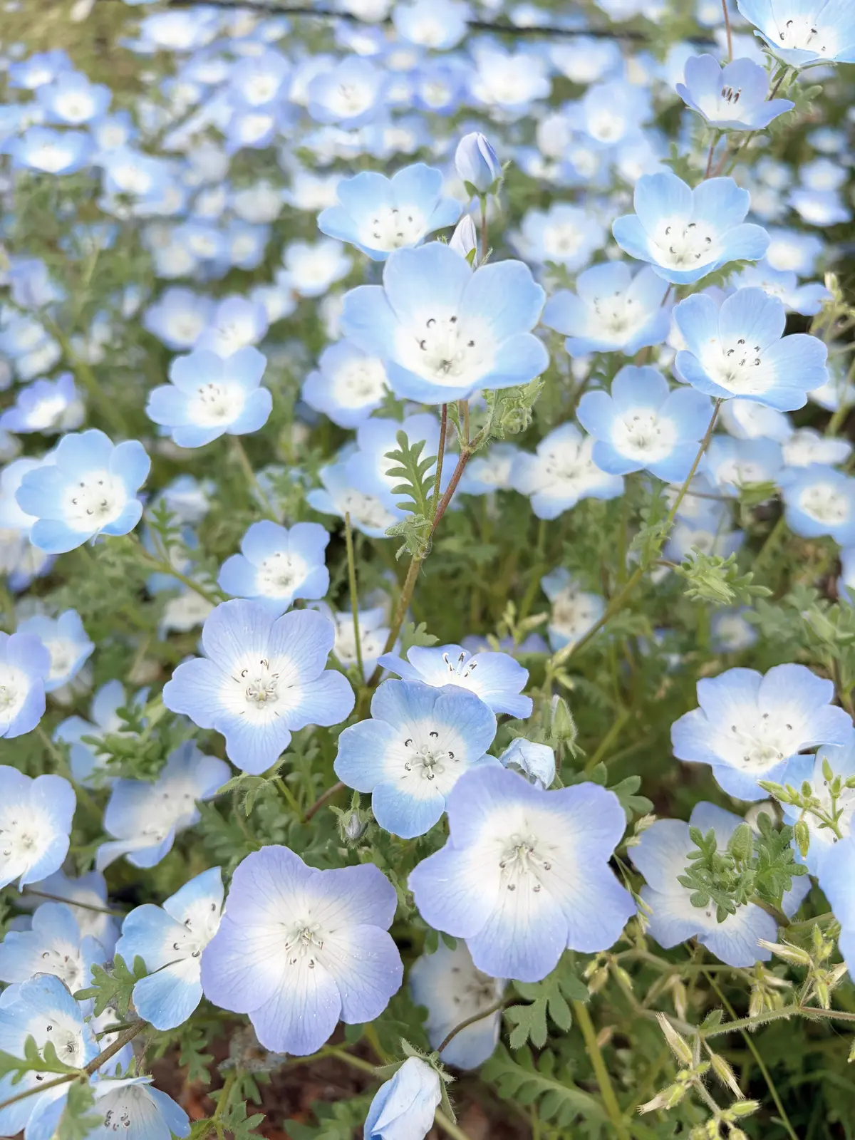 日暮里・舎人ラインに乗ってネモフィラ❀をの画像_6