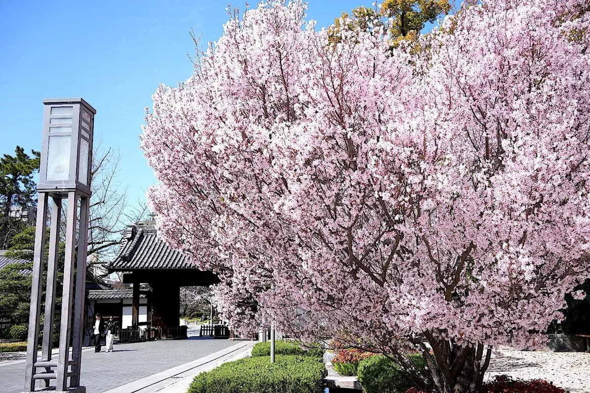 徳川美術館前のトウカイザクラ（東海桜）が満開