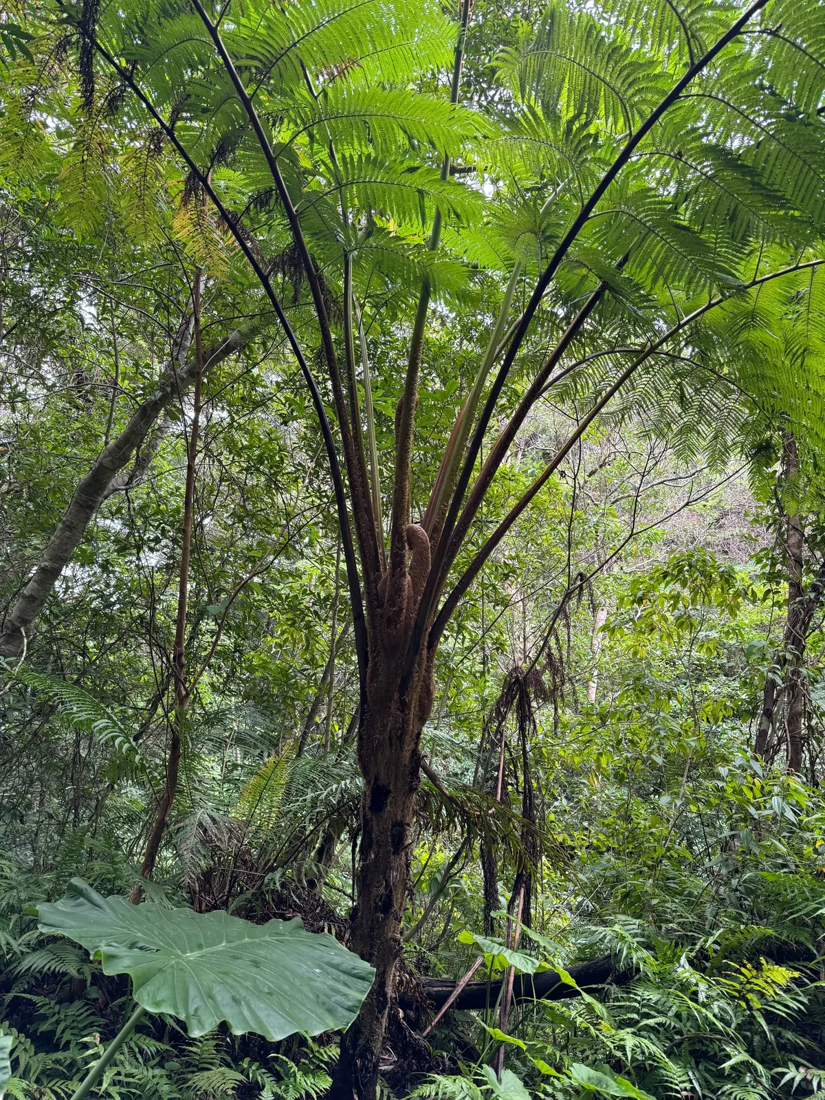 奄美大島の自然を満喫する旅①｜マングローの画像_4