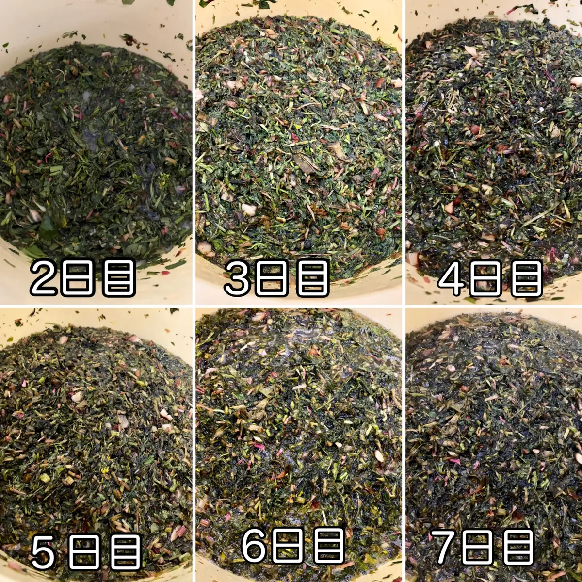 春のエネルギーを凝縮！野草で仕込む「春のの画像_11