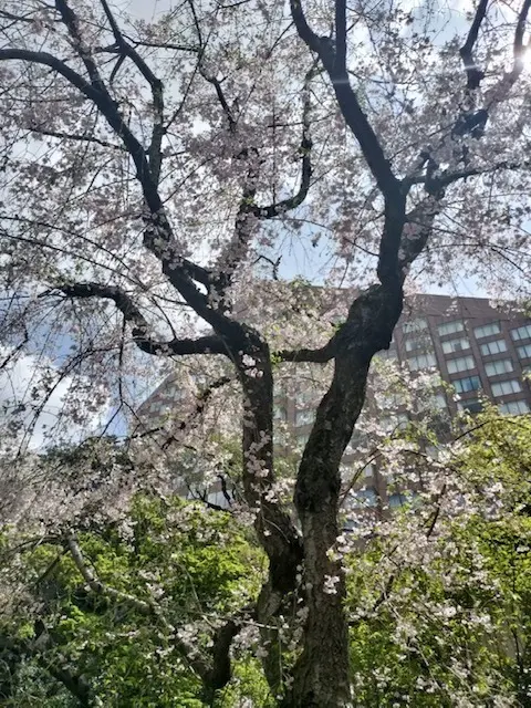 椿山荘ホテルでのアフタヌーンティー　素敵の画像_1