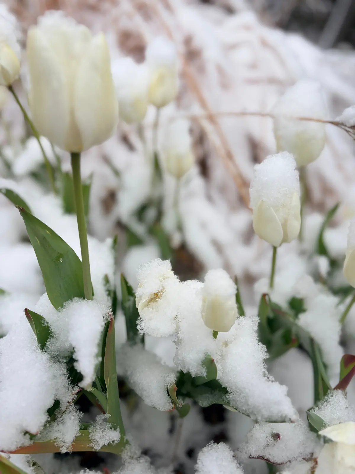 雪が降った日のお散歩コーデ in 東京（の画像_3