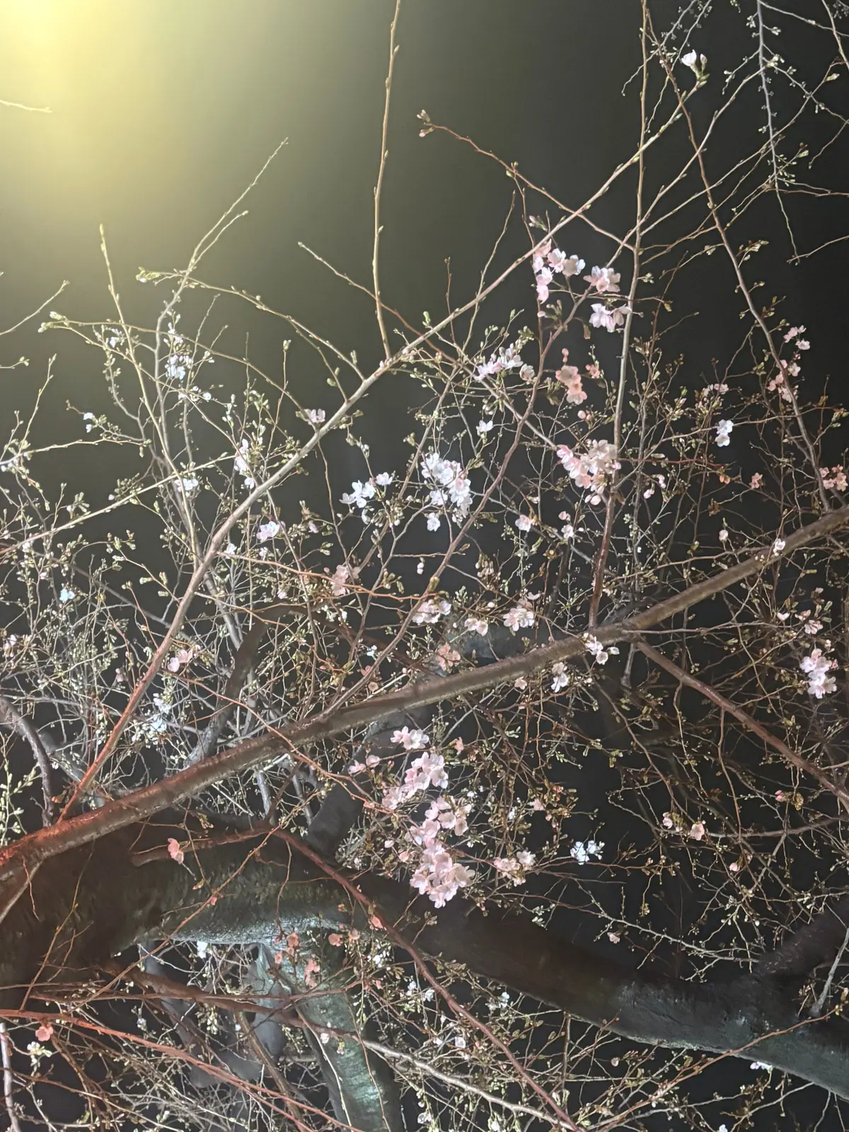 母と過ごす連休、春のコーヒータイムの画像_4