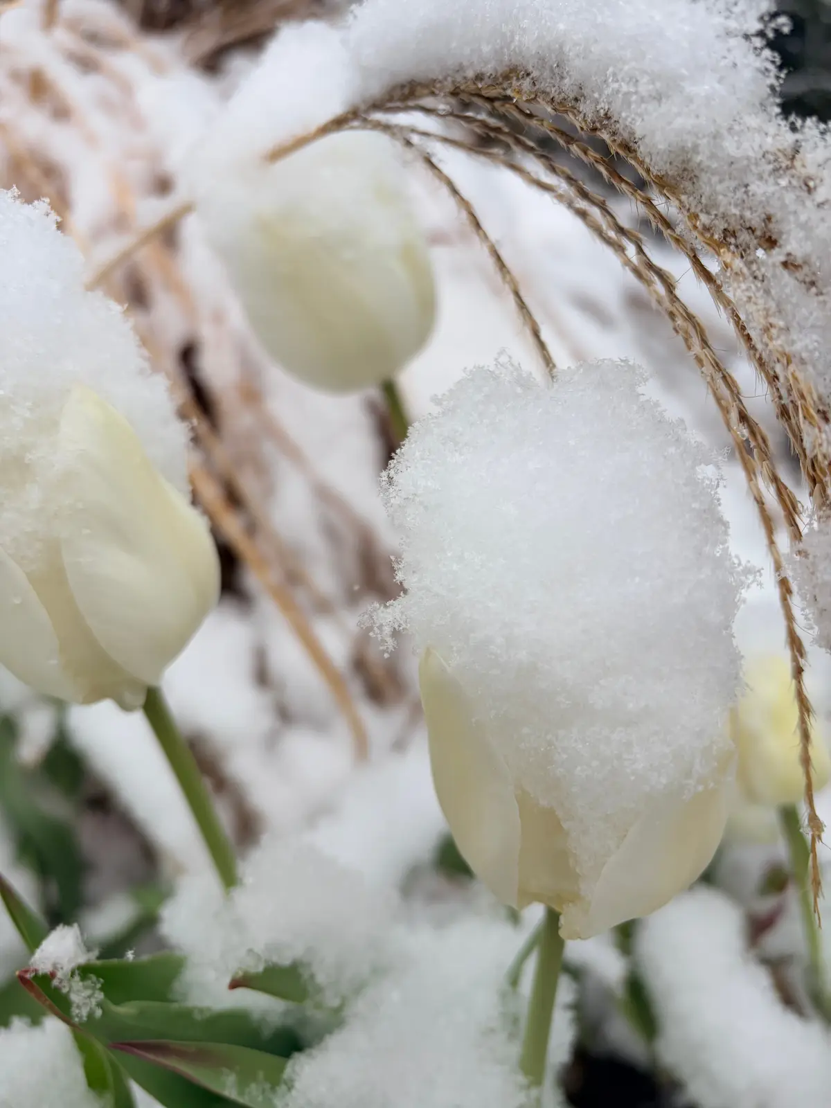 雪が降った日のお散歩コーデ in 東京（の画像_4