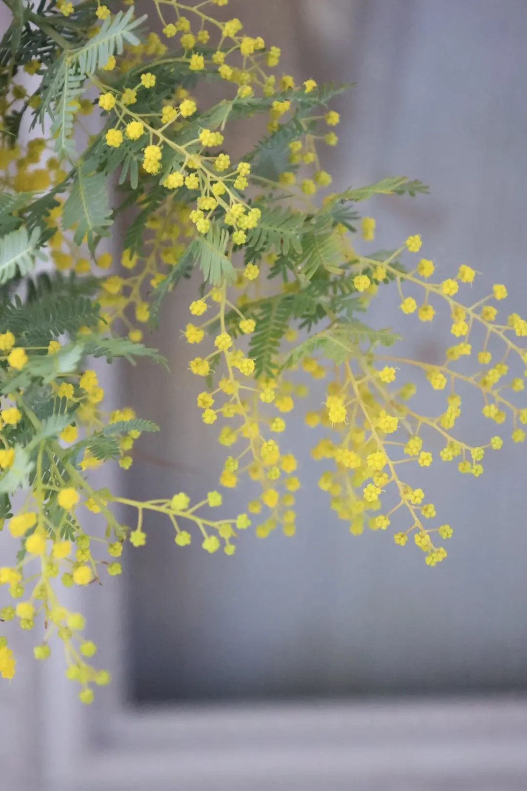 ミモザ　ミモザ国際女性デー　　花瓶　飾り方 ミモザのブーケ　 銀葉アカシア　