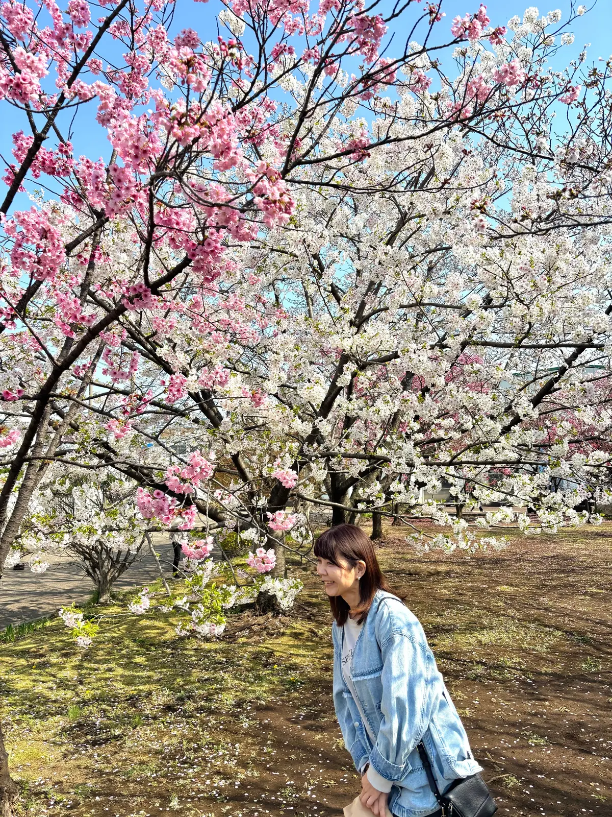 春を満喫。綺麗な桜を眺めながら食べられるの画像_4