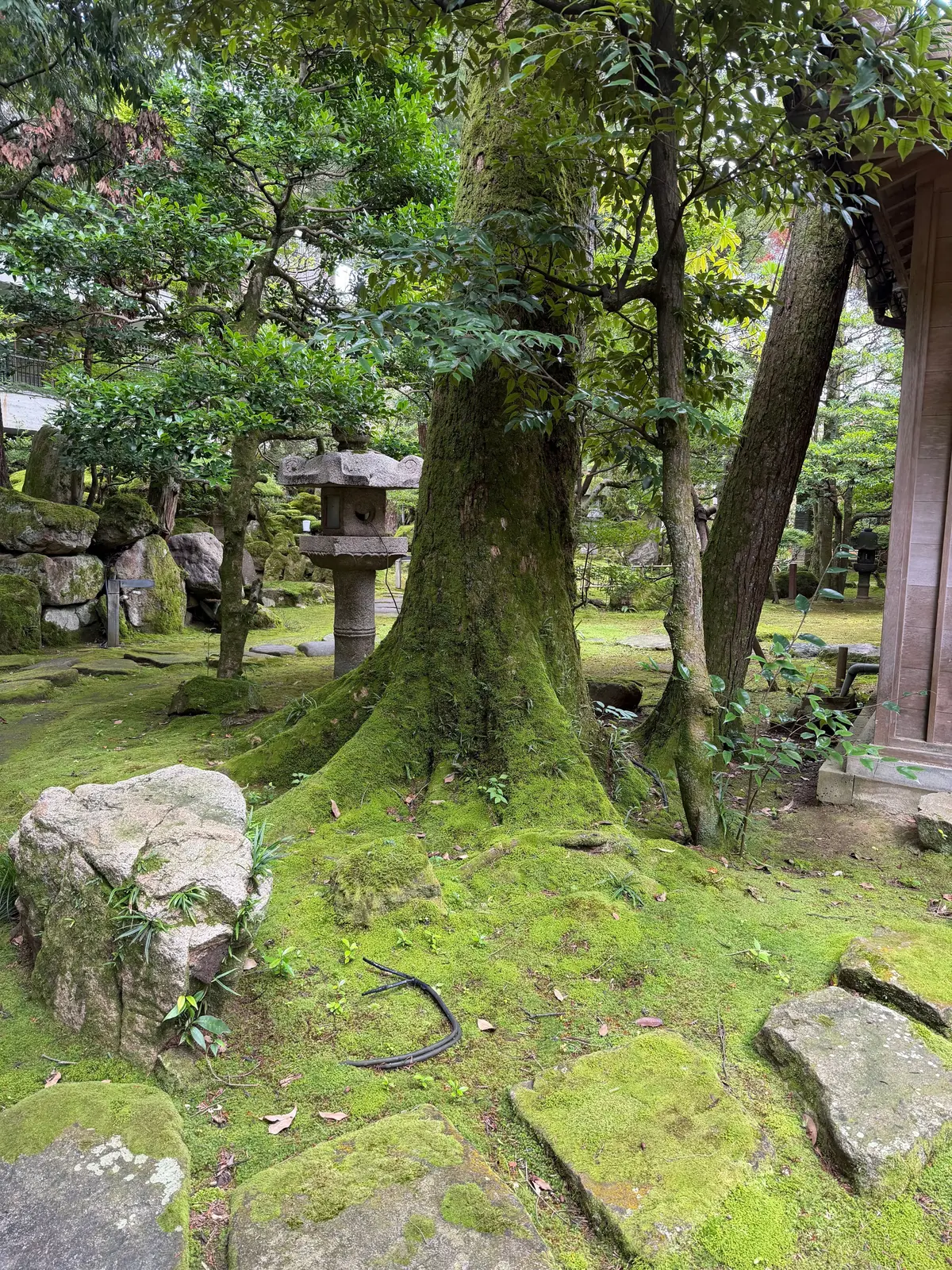 苔むした木が中央に大きく立ち、周囲には石や緑が生い茂る庭園。石灯籠が木の後ろに配置され、右には建物の木造部分が見える。