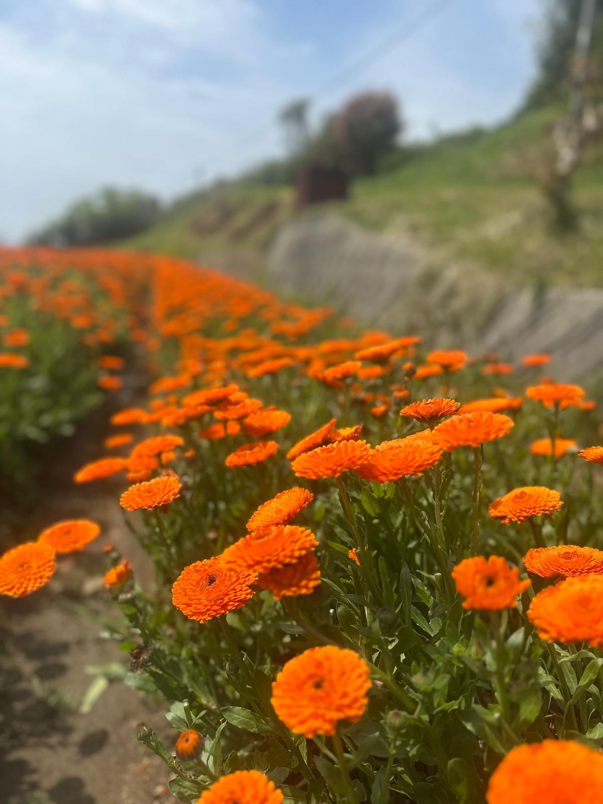 鮮やかなオレンジ色のマリーゴールドが、手前に密集して咲き、背景には花畑と緑の丘が広がる風景。晴れた空の下、鮮烈な色彩が印象的。