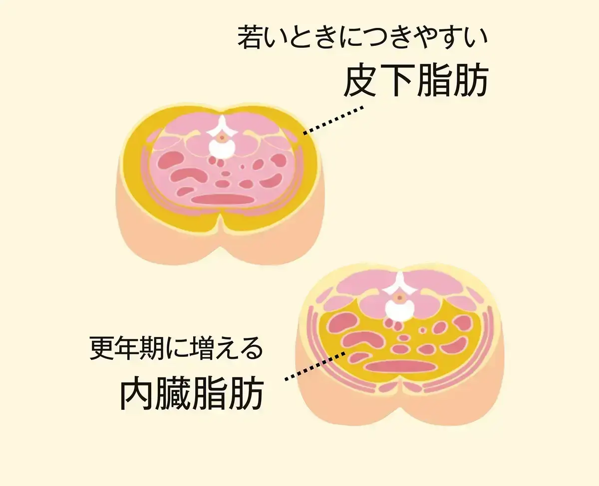 更年期にエストロゲンが減少すれば、内臓脂肪が増えて