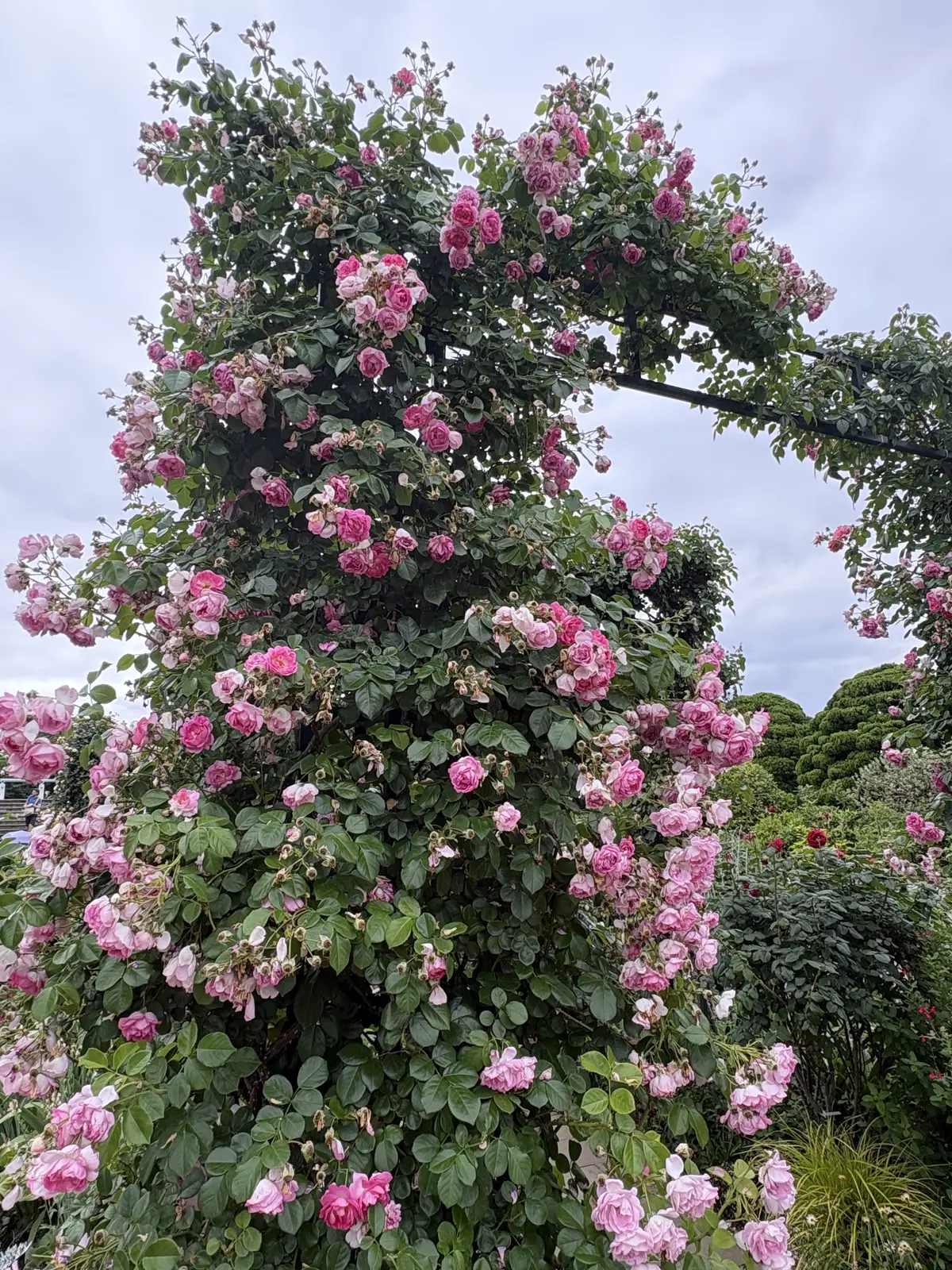 横浜山手西洋館巡りとお花を愛でにの画像_18