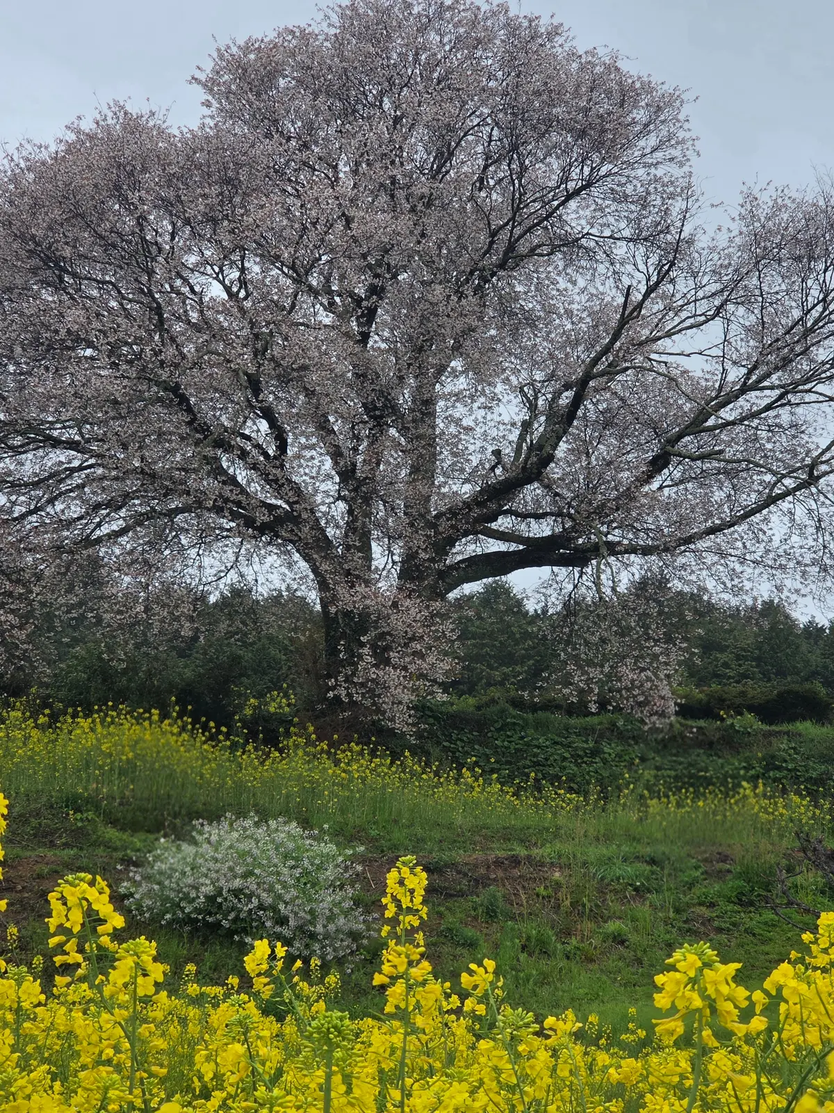 馬場の山桜