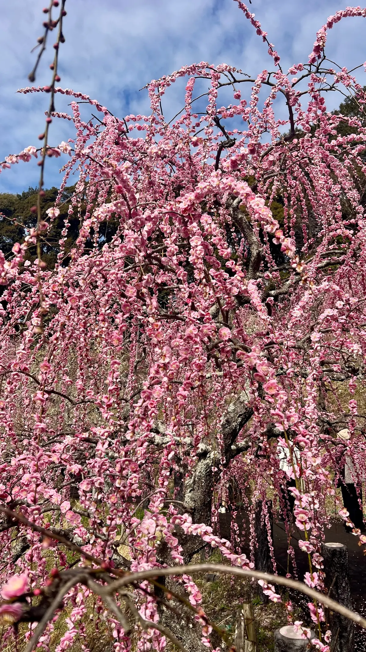 幸せ色の春！大縣神社「梅まつり」の画像_5