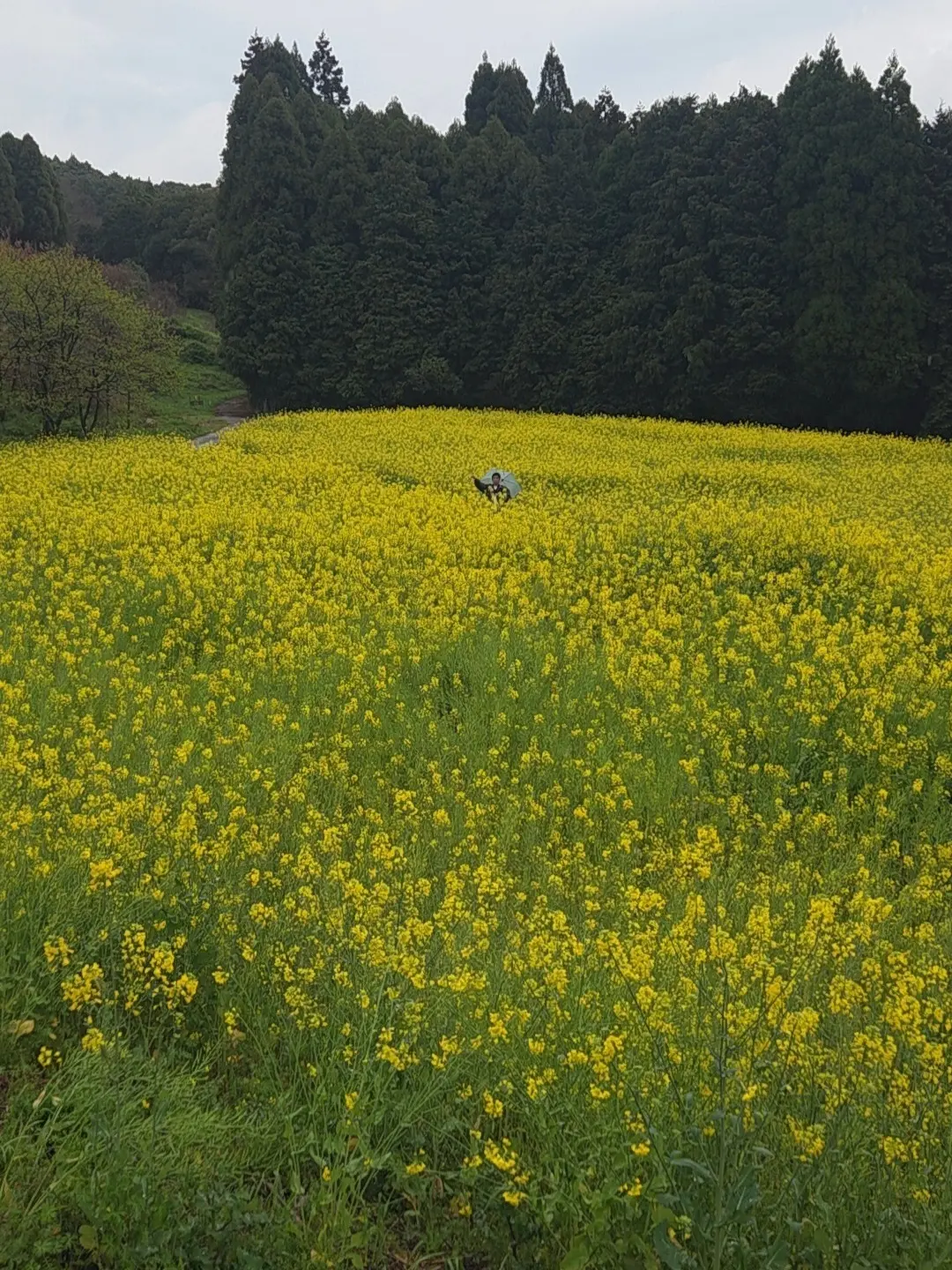 馬場の山桜と有田焼を巡る、佐賀の一日の画像_3