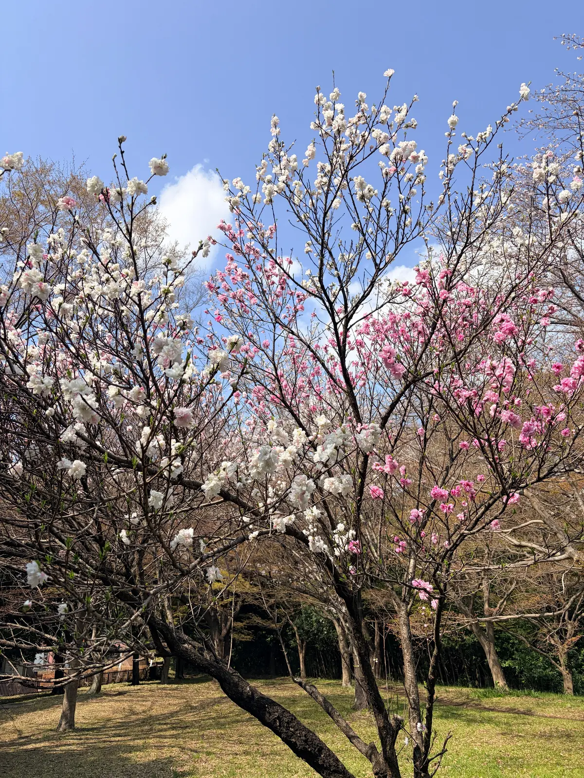 「今着なきゃいつ着るの！？」アラフィフピの画像_1