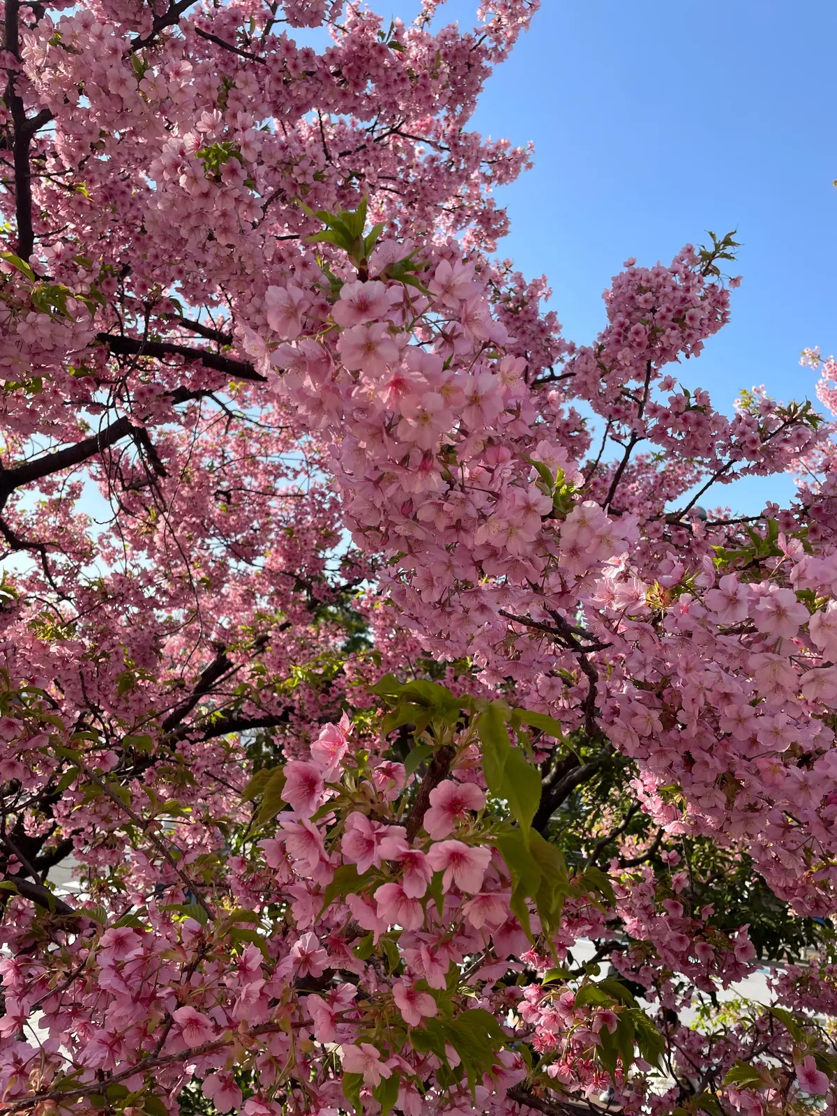 桜咲く春に楽しむ「ミート×ストロベリー の画像_3